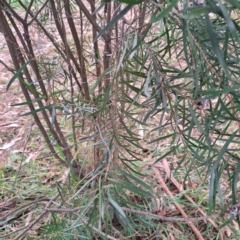 Callistemon sp. at Hackett, ACT - 30 Apr 2024