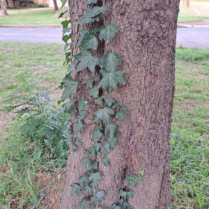 Hedera hibernica at Hackett, ACT - 30 Apr 2024