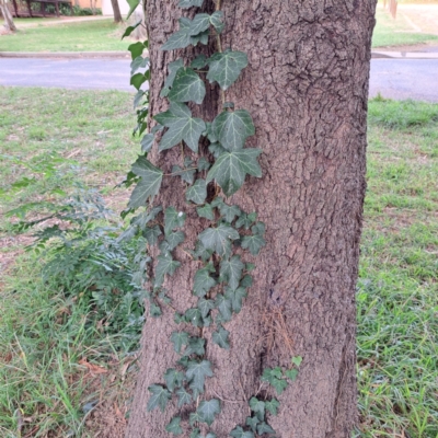 Hedera helix (Ivy) at Hackett, ACT - 30 Apr 2024 by abread111