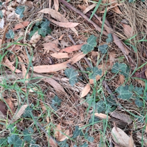 Hedera helix at Hackett, ACT - 30 Apr 2024