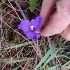 Patersonia sericea var. sericea (Silky Purple-flag) at Mongarlowe River - 30 Apr 2024 by clarehoneydove