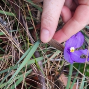 Patersonia sericea var. sericea at Mongarlowe River - 30 Apr 2024