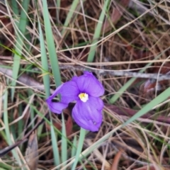 Patersonia sericea var. sericea at Mongarlowe River - 30 Apr 2024 04:26 PM