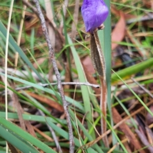 Patersonia sericea var. sericea at Mongarlowe River - 30 Apr 2024 04:26 PM