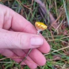 Coronidium gunnianum at QPRC LGA - 30 Apr 2024