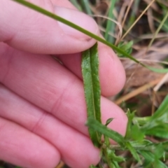 Coronidium gunnianum at QPRC LGA - 30 Apr 2024