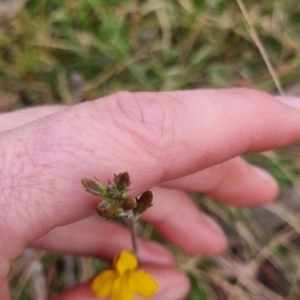 Goodenia bellidifolia subsp. bellidifolia at QPRC LGA - 30 Apr 2024 04:37 PM