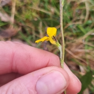 Goodenia bellidifolia subsp. bellidifolia at QPRC LGA - 30 Apr 2024 04:37 PM