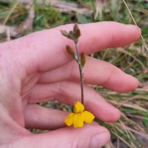 Goodenia bellidifolia subsp. bellidifolia at QPRC LGA - 30 Apr 2024 04:37 PM