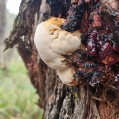 Unidentified Fungus at Monga National Park - 30 Apr 2024 by clarehoneydove