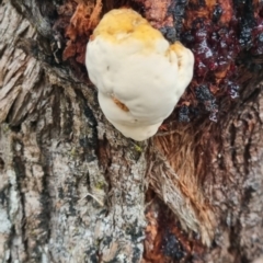 zz Polypore (shelf/hoof-like) at QPRC LGA - 30 Apr 2024