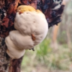 zz Polypore (shelf/hoof-like) at QPRC LGA - 30 Apr 2024