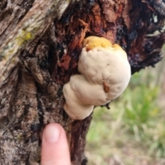 zz Polypore (shelf/hoof-like) at QPRC LGA - 30 Apr 2024