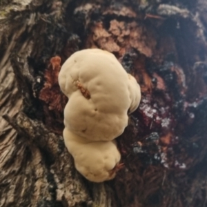 zz Polypore (shelf/hoof-like) at QPRC LGA - 30 Apr 2024