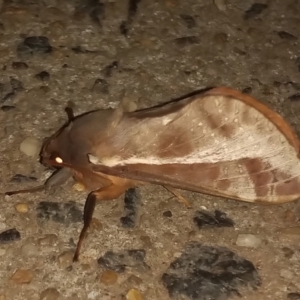 Unidentified Swift and Ghost moth (Hepialidae) at suppressed by michaelb