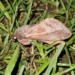 Oxycanus dirempta (Variable Oxycanus) at QPRC LGA - 30 Apr 2024 by MatthewFrawley