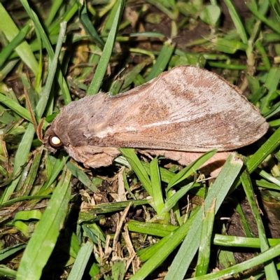 Oxycanus dirempta (Variable Oxycanus) at QPRC LGA - 30 Apr 2024 by MatthewFrawley