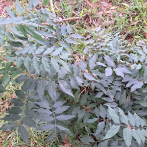 Pistacia chinensis at Hackett, ACT - 30 Apr 2024