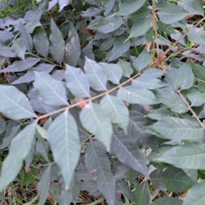 Pistacia chinensis at Hackett, ACT - 30 Apr 2024