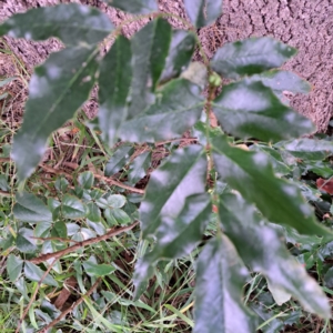 Berberis aquifolium at Hackett, ACT - 30 Apr 2024