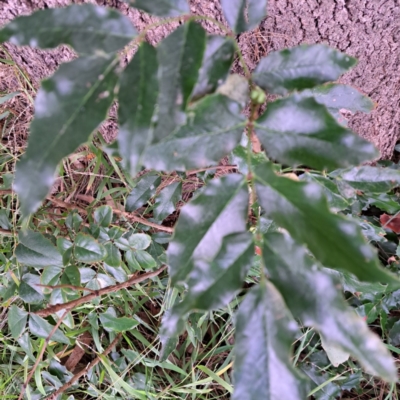 Berberis aquifolium at Hackett, ACT - 30 Apr 2024 by abread111