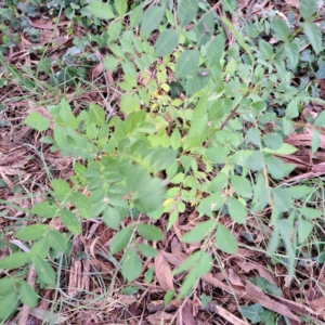 Fraxinus angustifolia subsp. angustifolia at Hackett, ACT - 30 Apr 2024 01:55 PM