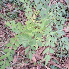 Fraxinus angustifolia subsp. angustifolia at Hackett, ACT - 30 Apr 2024 01:55 PM