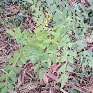 Fraxinus angustifolia subsp. angustifolia at Hackett, ACT - 30 Apr 2024