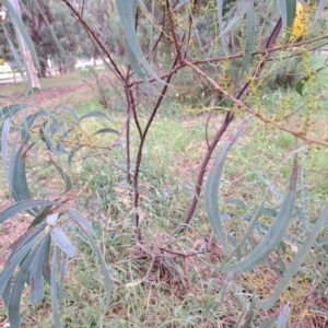 Acacia rubida at Hackett, ACT - 30 Apr 2024