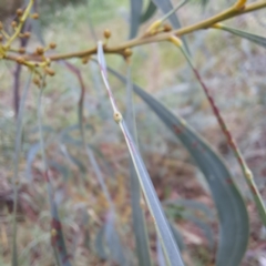 Acacia rubida at Hackett, ACT - 30 Apr 2024