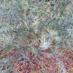 Acacia cultriformis at Watson, ACT - 30 Apr 2024