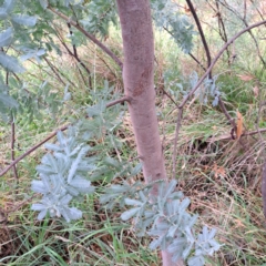 Acacia baileyana at Hackett, ACT - 30 Apr 2024