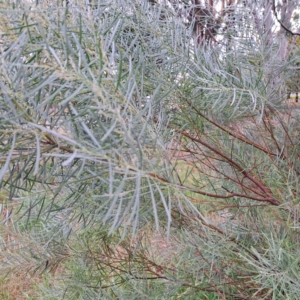 Acacia boormanii at Hackett, ACT - 30 Apr 2024