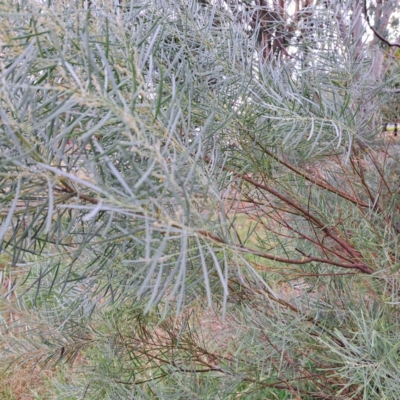 Acacia boormanii (Snowy River Wattle) at Hackett, ACT - 30 Apr 2024 by abread111