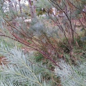 Acacia boormanii at Hackett, ACT - 30 Apr 2024