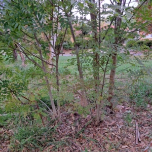 Fraxinus angustifolia subsp. angustifolia at Hackett, ACT - 30 Apr 2024