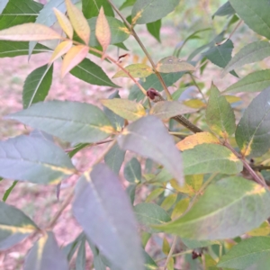 Fraxinus angustifolia subsp. angustifolia at Hackett, ACT - 30 Apr 2024