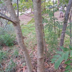 Fraxinus angustifolia subsp. angustifolia at Hackett, ACT - 30 Apr 2024