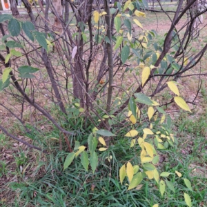 Celtis australis (Nettle Tree) at Hackett, ACT by abread111