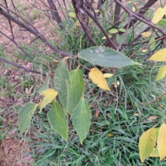 Celtis australis at Hackett, ACT - 30 Apr 2024