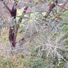Acacia covenyi (Blue Bush) at Hackett, ACT - 30 Apr 2024 by abread111