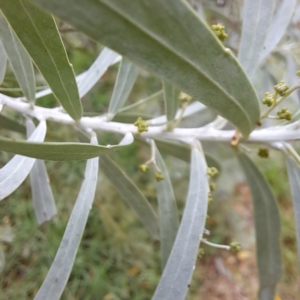 Acacia covenyi at Hackett, ACT - 30 Apr 2024 02:06 PM