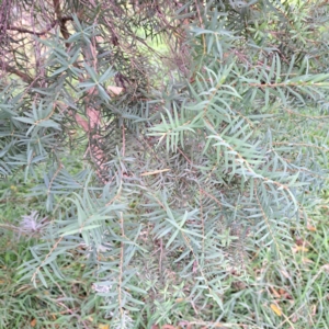 Melaleuca sp. at Hackett, ACT - 30 Apr 2024