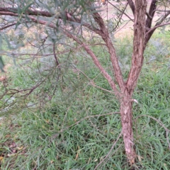 Melaleuca sp. at Hackett, ACT - 30 Apr 2024