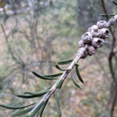 Melaleuca parvistaminea (Small-flowered Honey-myrtle) at Hackett, ACT - 30 Apr 2024 by abread111