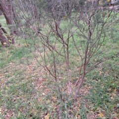 Melaleuca parvistaminea at Hackett, ACT - 30 Apr 2024 02:08 PM