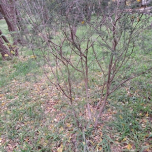 Melaleuca parvistaminea at Hackett, ACT - 30 Apr 2024