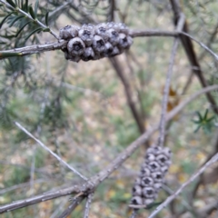 Melaleuca parvistaminea at Hackett, ACT - 30 Apr 2024 02:08 PM