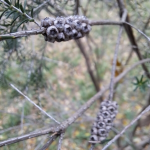 Melaleuca parvistaminea at Hackett, ACT - 30 Apr 2024 02:08 PM