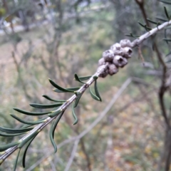 Melaleuca parvistaminea at Hackett, ACT - 30 Apr 2024 02:08 PM